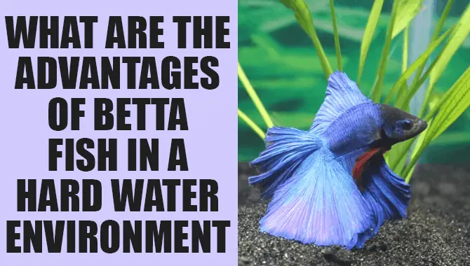 The Effects of Hard Water on Your Betta Fish and How to Deal with It 2