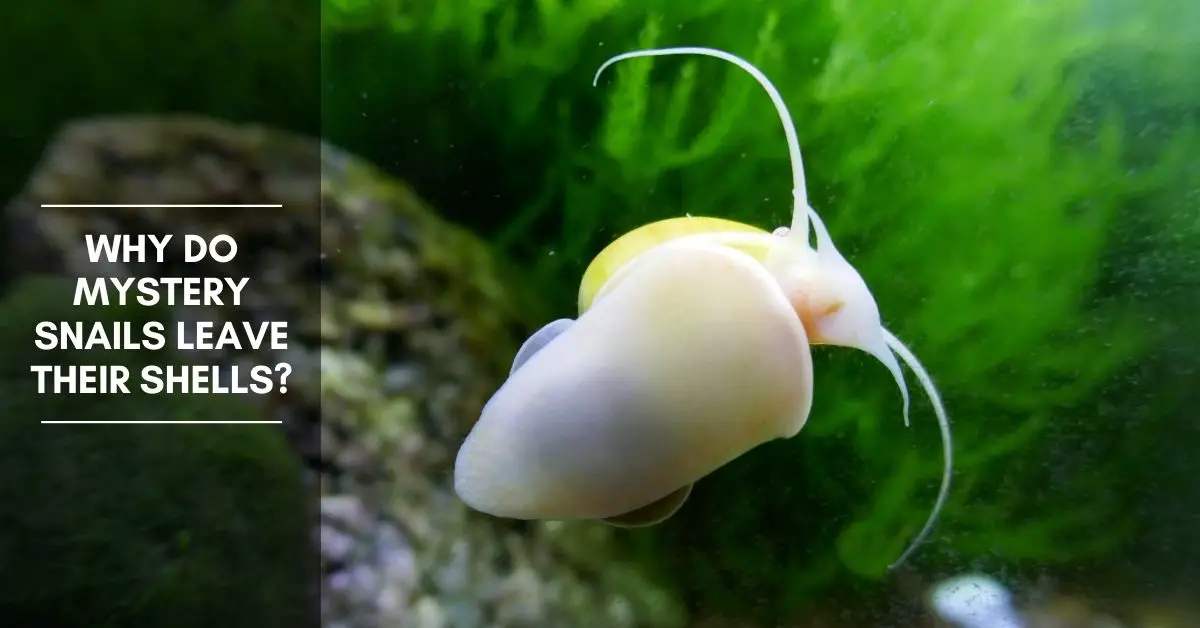 Do Aquarium Snails Need New Shells? 2