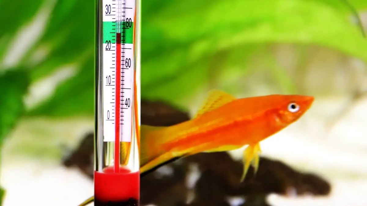 Battery Operated vs. Electric Aquarium Heaters: Which is Better? 2