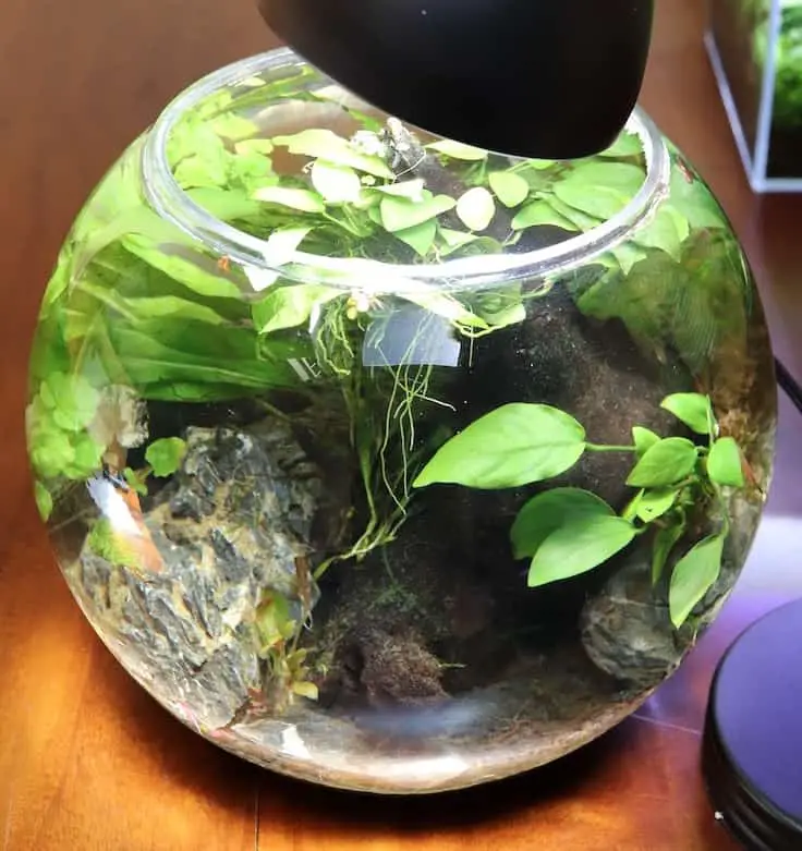 Tips for Keeping a Live Plant in Your Betta Fish Bowl 2
