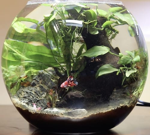 How to Choose and Set Up a Betta Fish Plant Vase? 2
