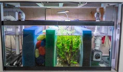 Choosing the Right Sump Filter for Your Freshwater Aquarium 2
