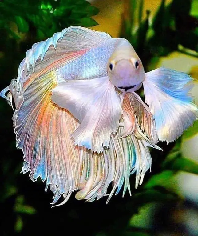 The Stunning and Rare Rainbow Betta Fish 2