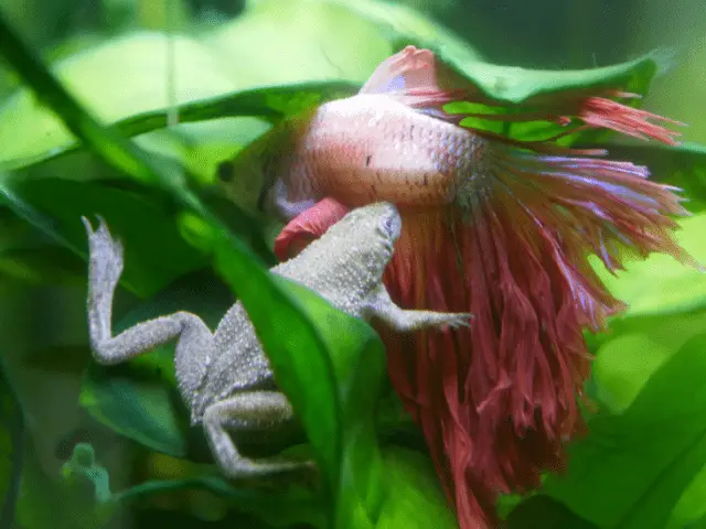 Keeping Betta Fish and African Dwarf Frogs Together