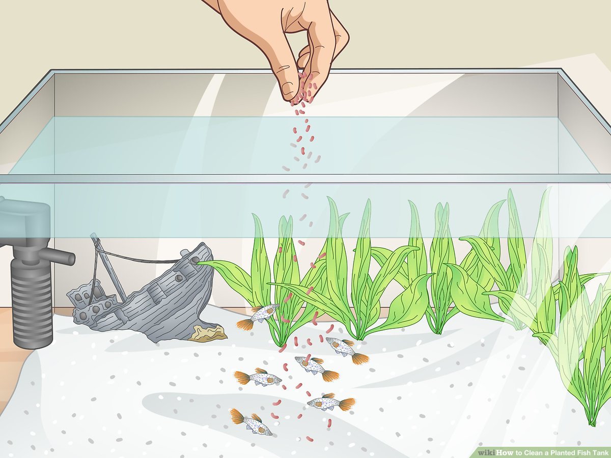 How to Clean Planted Aquarium?