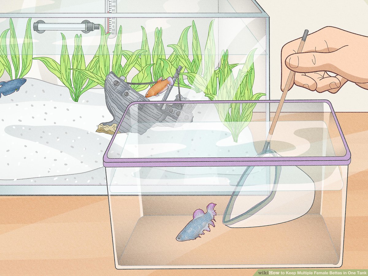 Keeping Female Betta Fish Together: Tips and Tricks