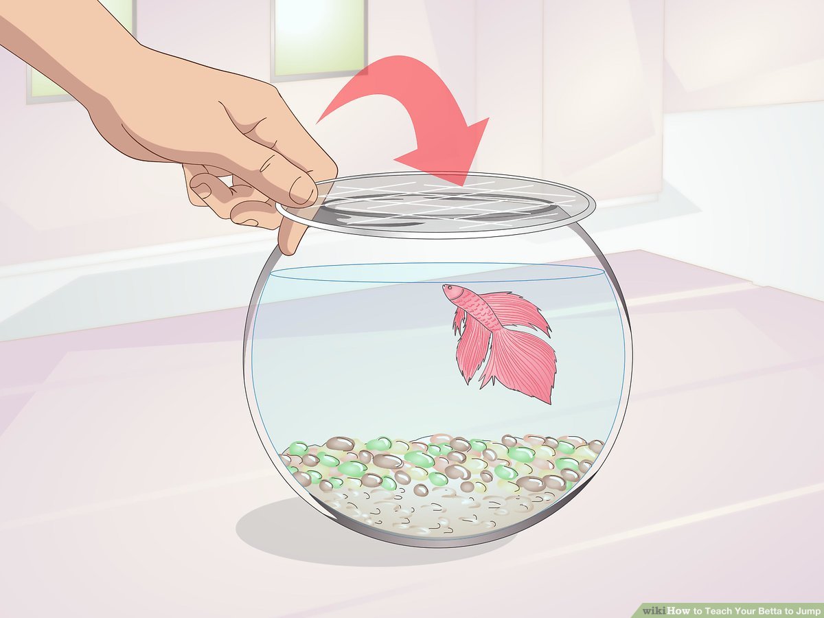 Understanding and Preventing Jumping Betta Fish 2
