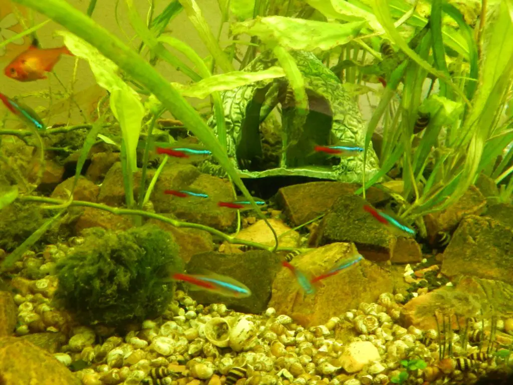 Is Algae Good for Betta Fish? 2