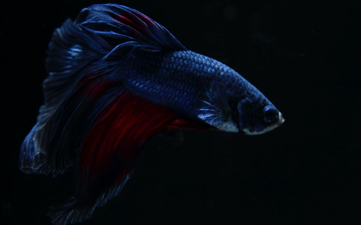 A Guide to Black and Red Betta Fish Care