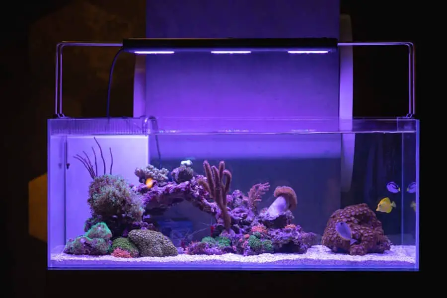 Is Blue Light Good for Aquarium Plants? 2