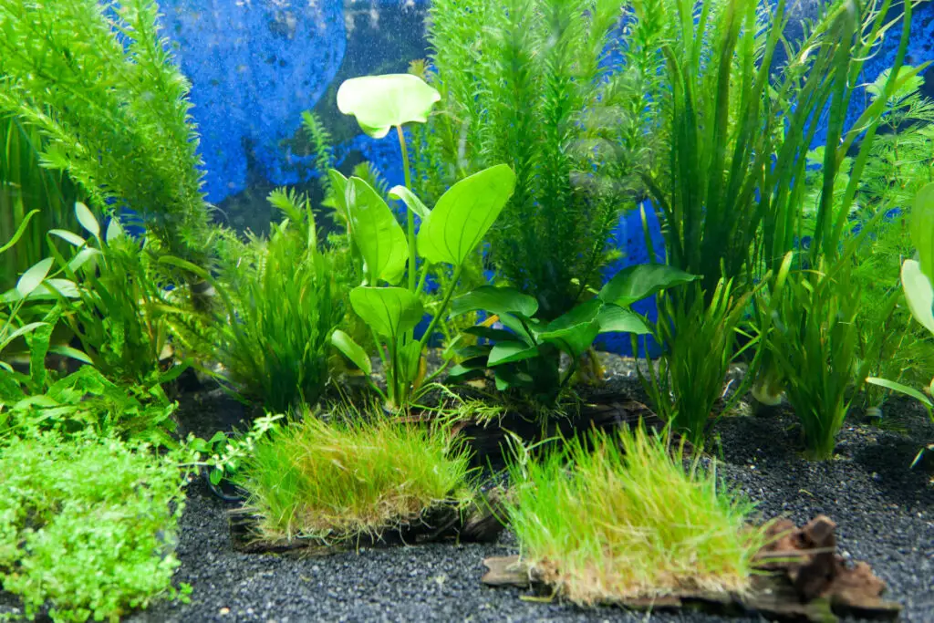 The Beauty and Benefits of the Foxtail Aquarium Plant 2