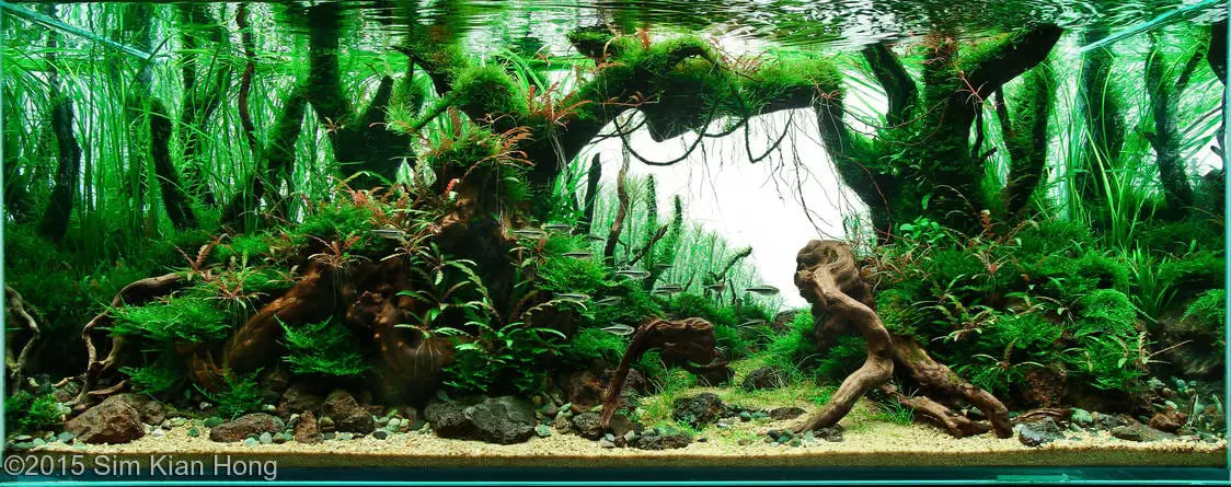 The Art of Aquascaping with Driftwood in a Planted Aquarium 2