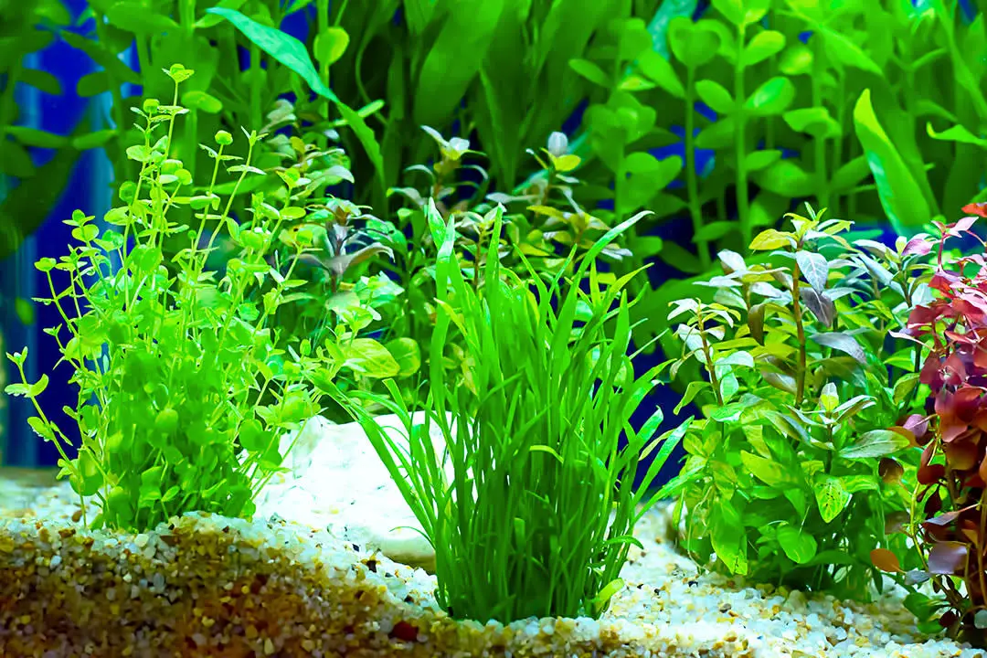 Top Picks for Live Aquarium Plants at Petco 2