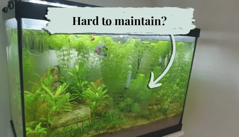 How to Maintain a Planted Aquarium Without Fish? 2