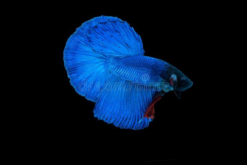 The Deep and Mysterious Beauty of Dark Blue Betta Fish 2