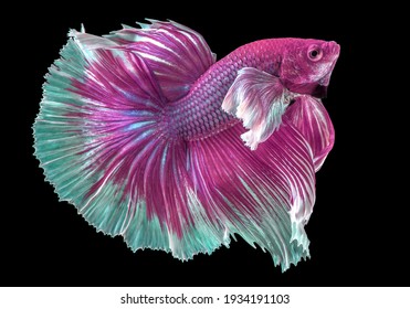 The Soft and Feminine Beauty of Pink and Purple Betta Fish 2
