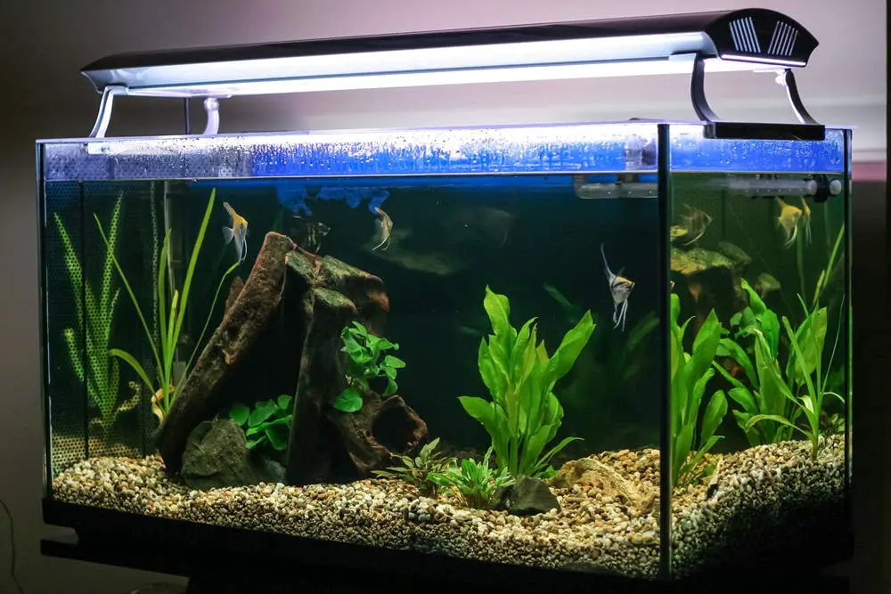 Setting Up a Beautiful 5 Gallon Planted Aquarium: Tips and Tricks 2