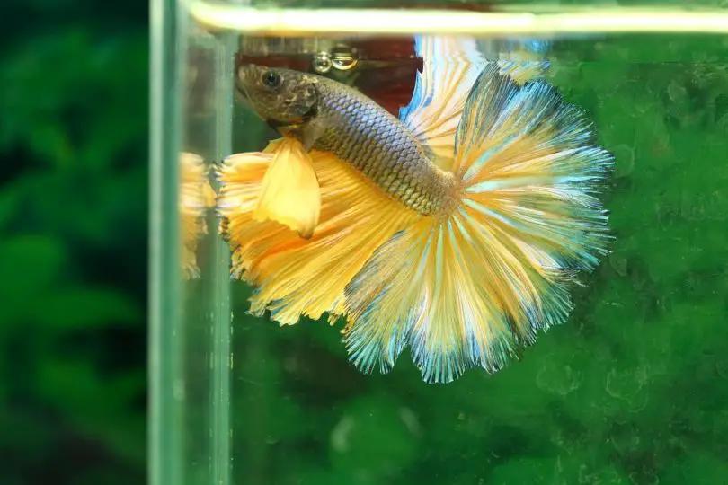 Can a Betta Fish Go Without Food for 2 Days? 2