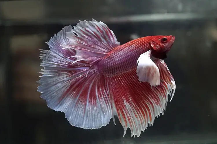 Do Betta Fish Bite? Here's What You Need to Know 2