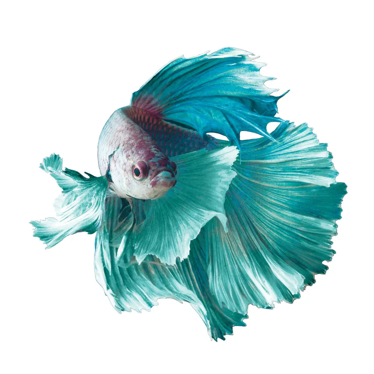 The Fascinating World of Betta Fish in Thailand