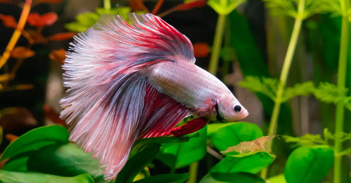When to Take Your Betta Fish to the Veterinarian? 2