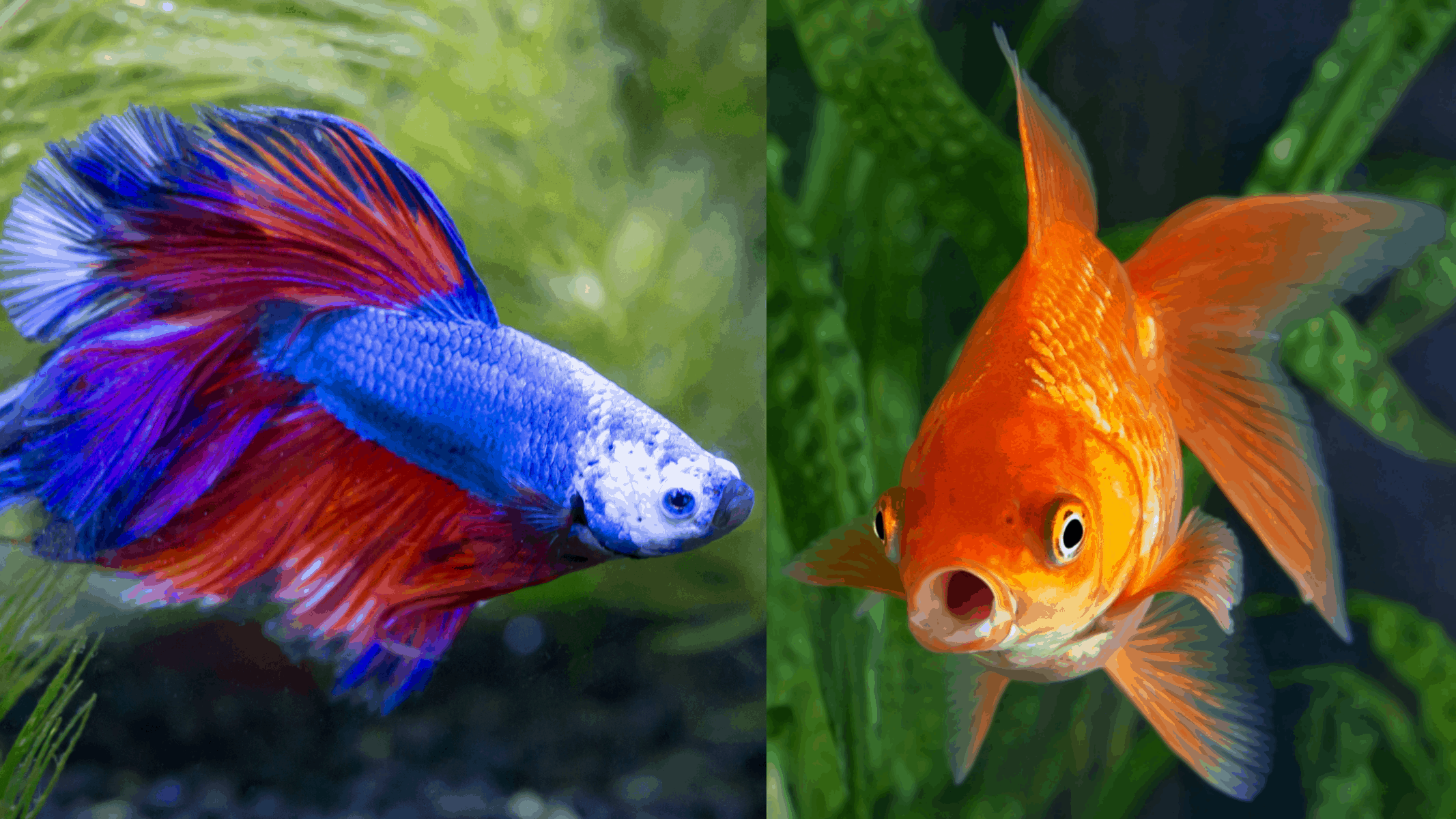 Will a Betta Fish Kill a Goldfish? 2
