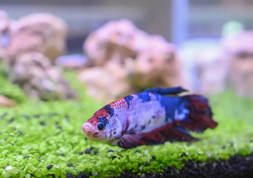Why Does Betta Fish Stay at Bottom of Tank? 2
