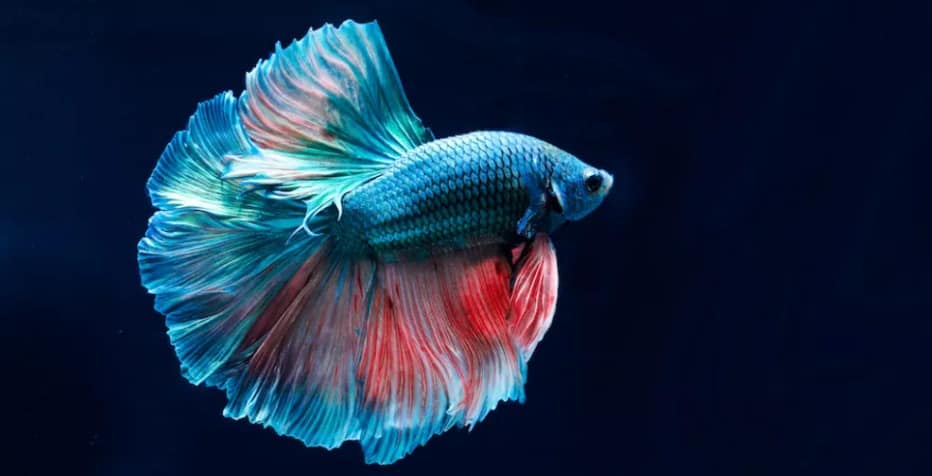 Can Betta Fish Survive in Cold Water? 2