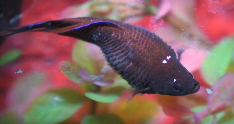 Why Is My Betta Fish's Belly Big? Here's What to Know 2