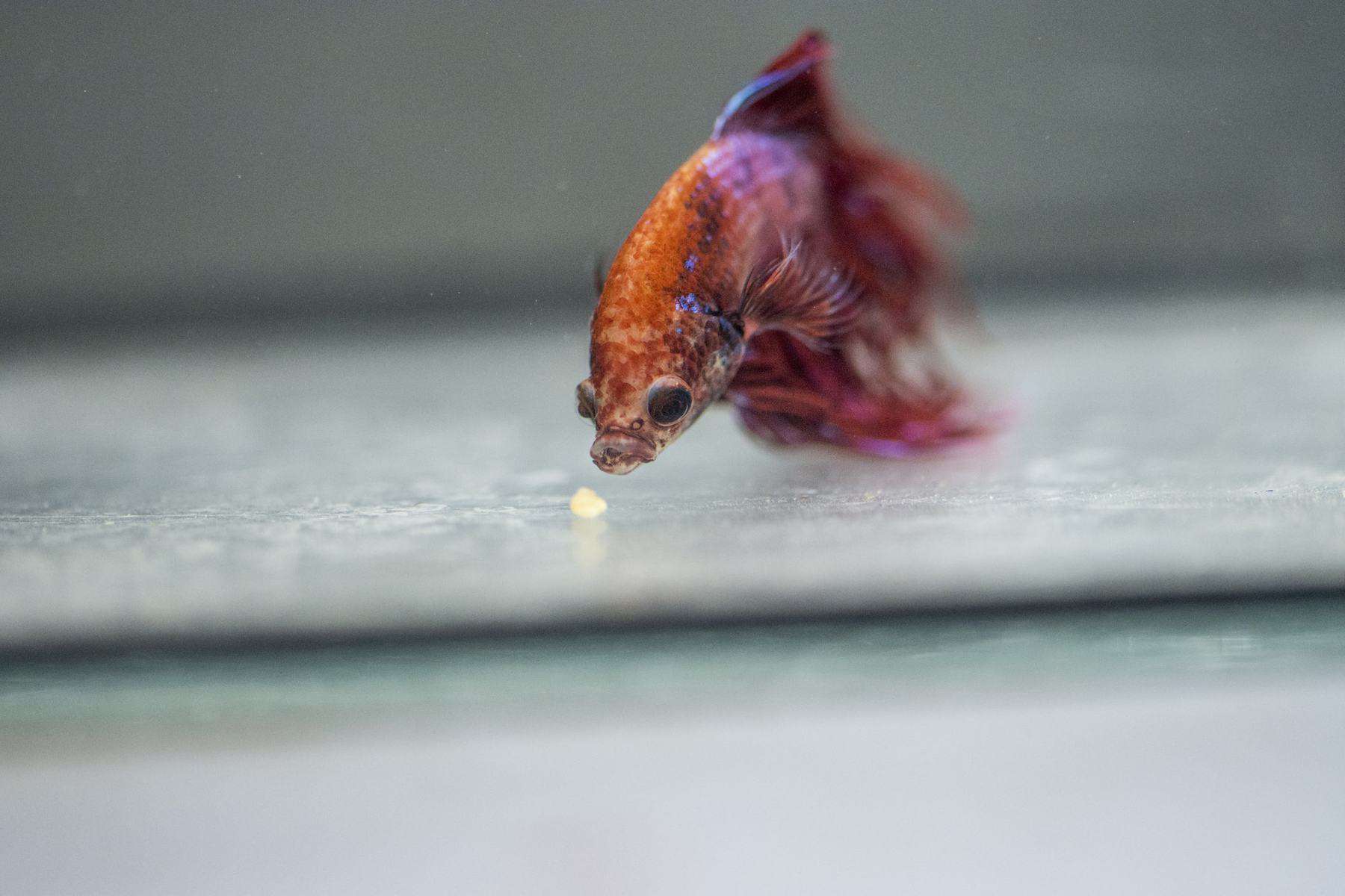 The Dangers of Hot Water for Your Betta Fish and How to Avoid Them 2