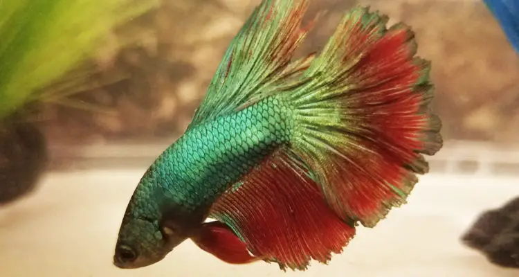 Betta Fish Tail Split: Causes and Remedies 2
