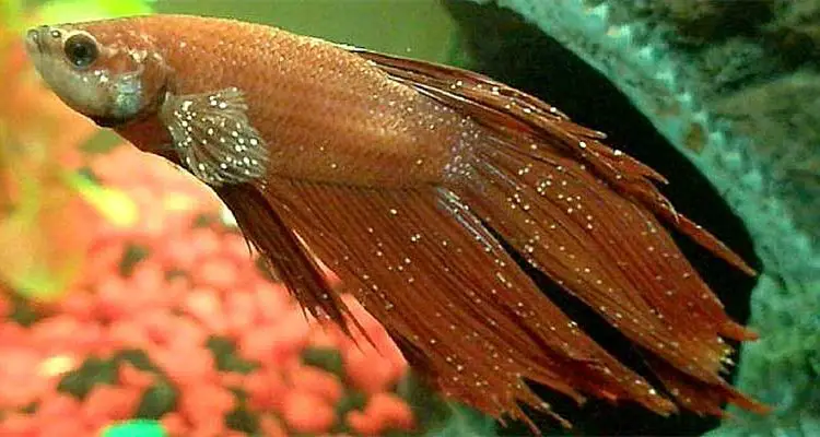 Identifying and Treating Betta Fish with White Spots