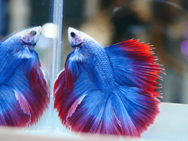Why Your Betta Fish Might Be Jumping Out of the Water and What to Do? 2