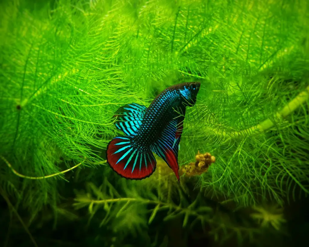 Do Betta Fish Need Live Plants? Betta Fish World