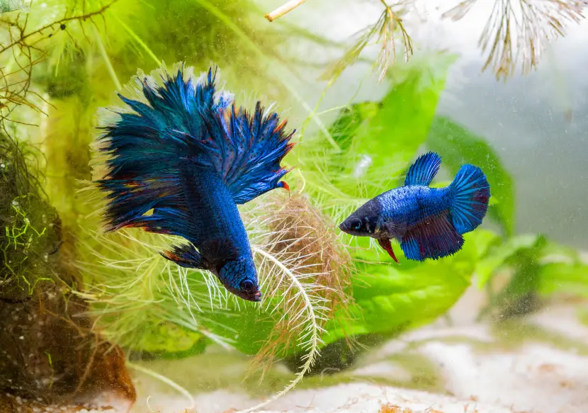 How Do Betta Fish Mate Without Killing Each Other? 2