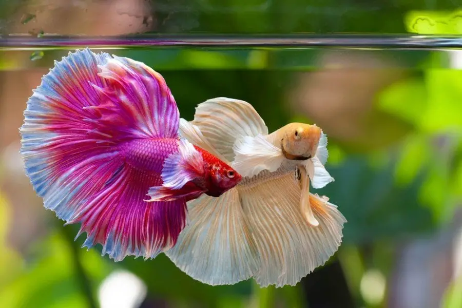 Can 2 Male Betta Fish Live Together? 2