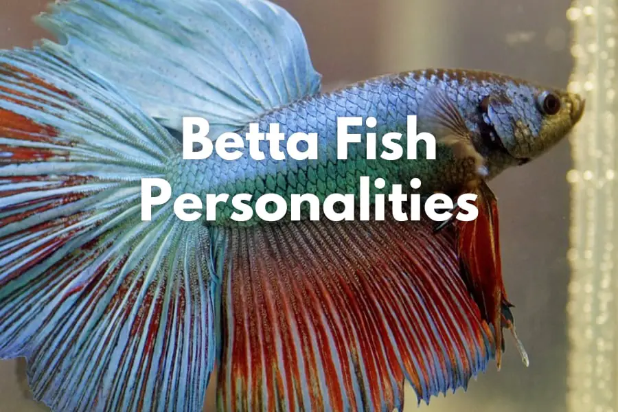 Understanding and Appreciating Betta Fish Personality 2