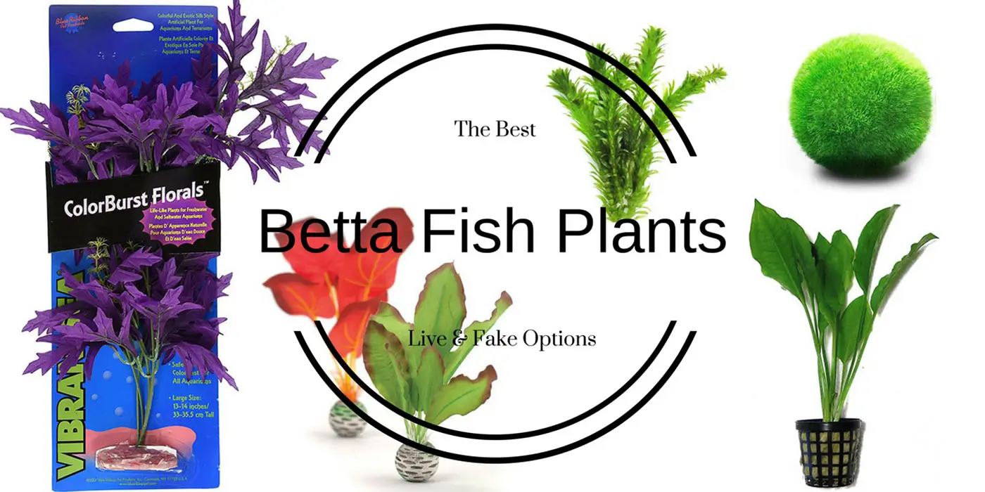 Do Betta Fish Need Live Plants? 2