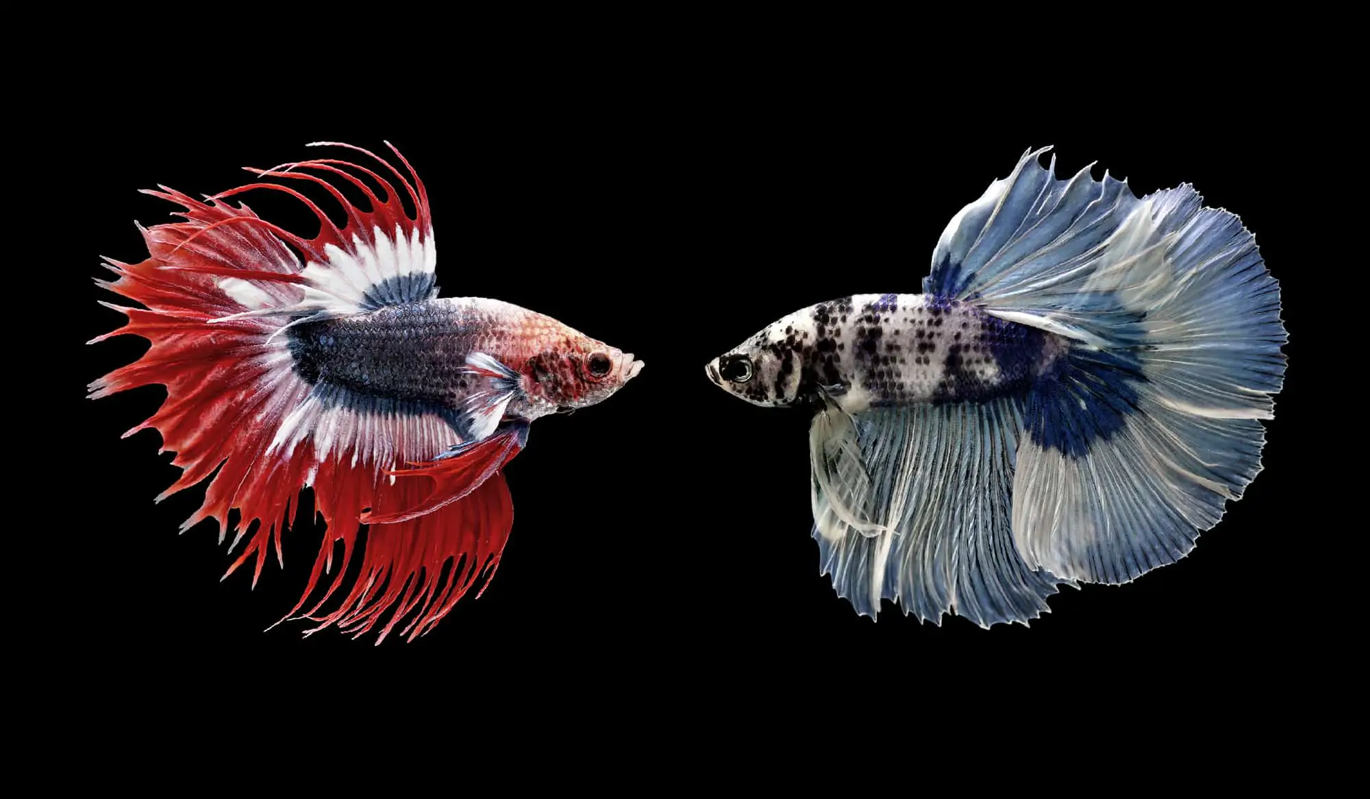 Why Do Betta Fish Kill Each Other? 2