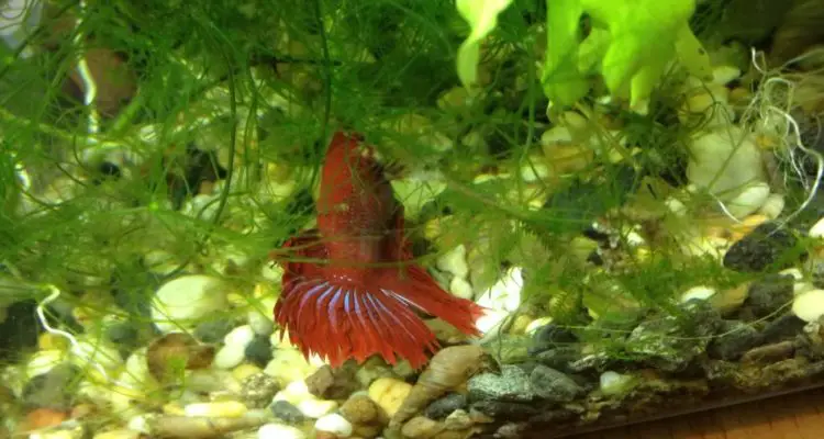 Is It Normal for Your Betta Fish to Sleep a Lot?