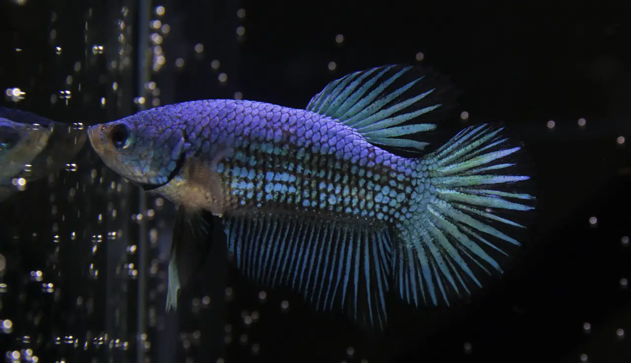 Betta Fish Stress Stripes: What Do They Mean? 2