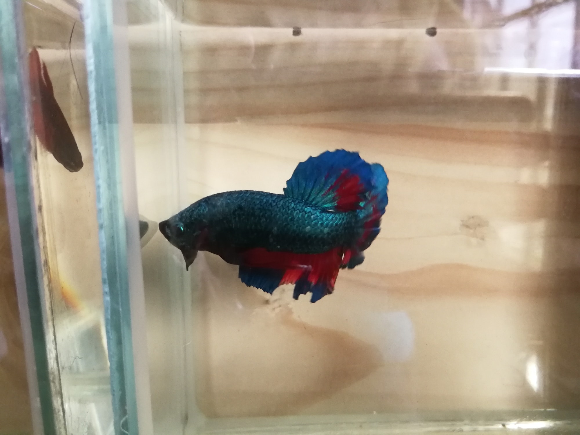 Dealing with Betta Fish Swimming Erratically 2