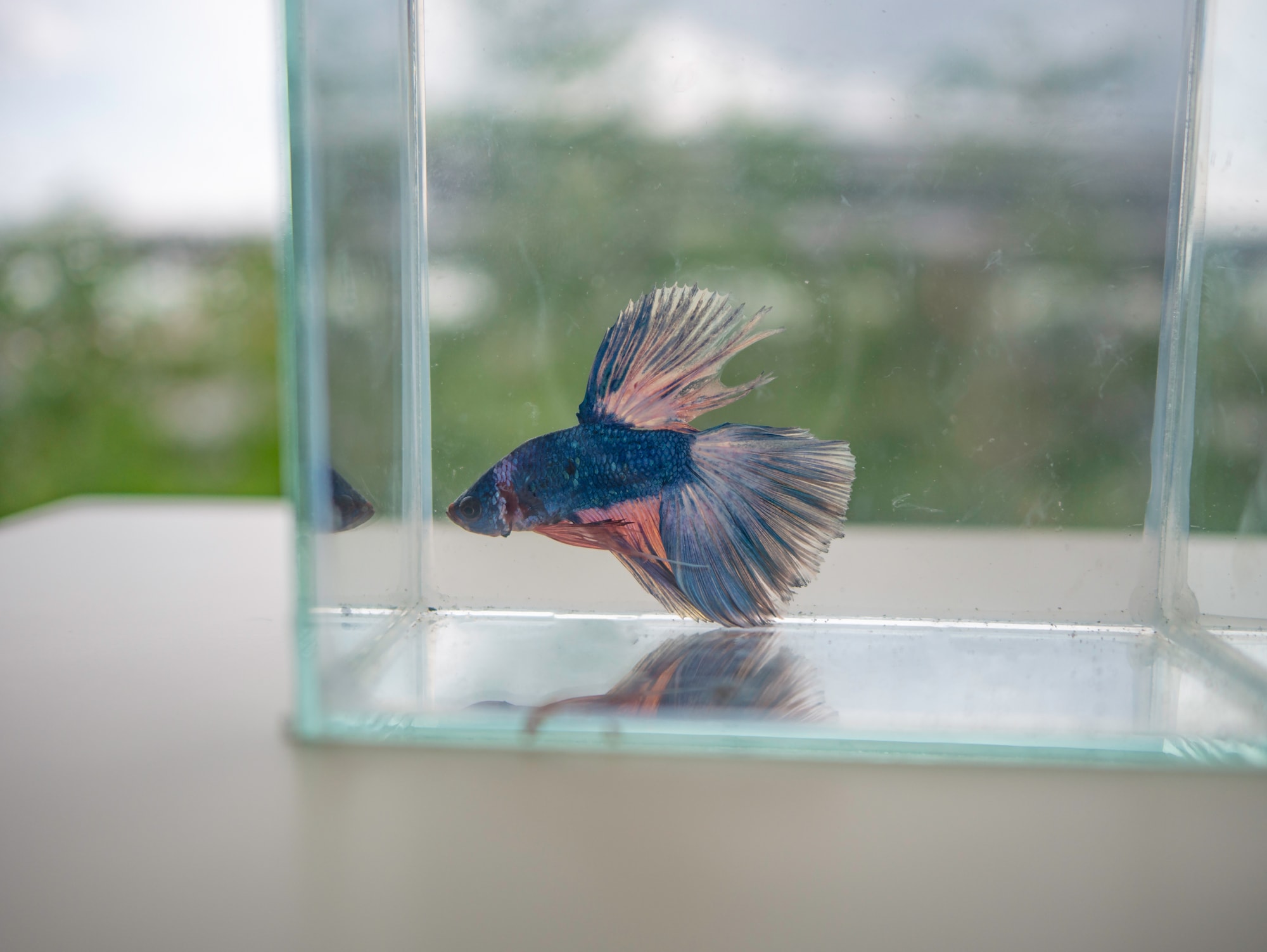 Reasons Why Your Betta Fish Might Be Swimming Fast