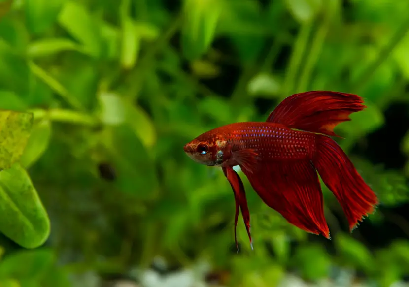 Finding the Best Live Plants for Your Betta Fish at Petsmart 2