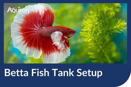 Choosing the Right Fish Bowl for Your Betta Fish 2