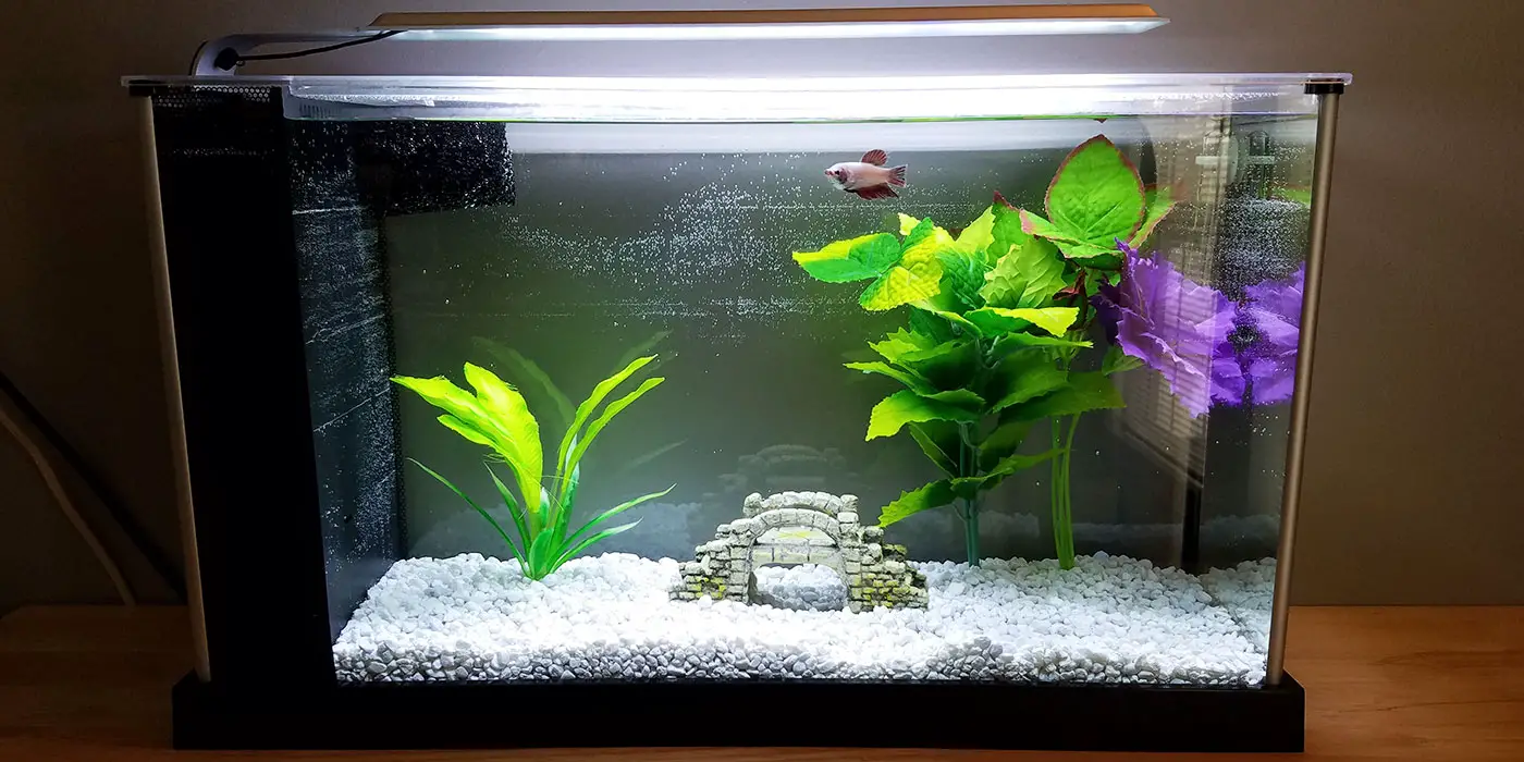 Should Betta Fish Have a Filter? 2