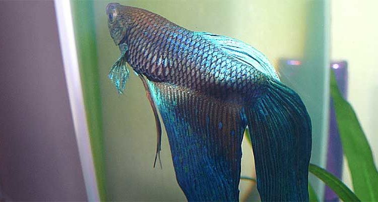 Betta Fish Sinks to Bottom: Possible Causes and Treatment 2
