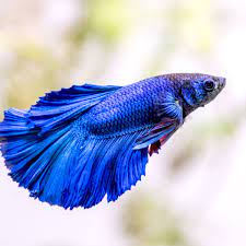 All About Betta Fish Shows: Rules and Requirements 2