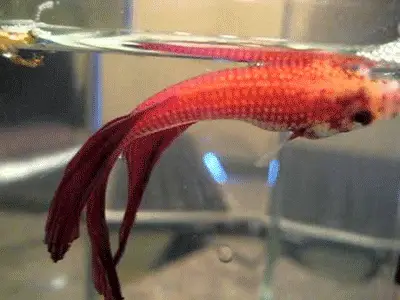 How Do Betta Fish Look When They Die? 2