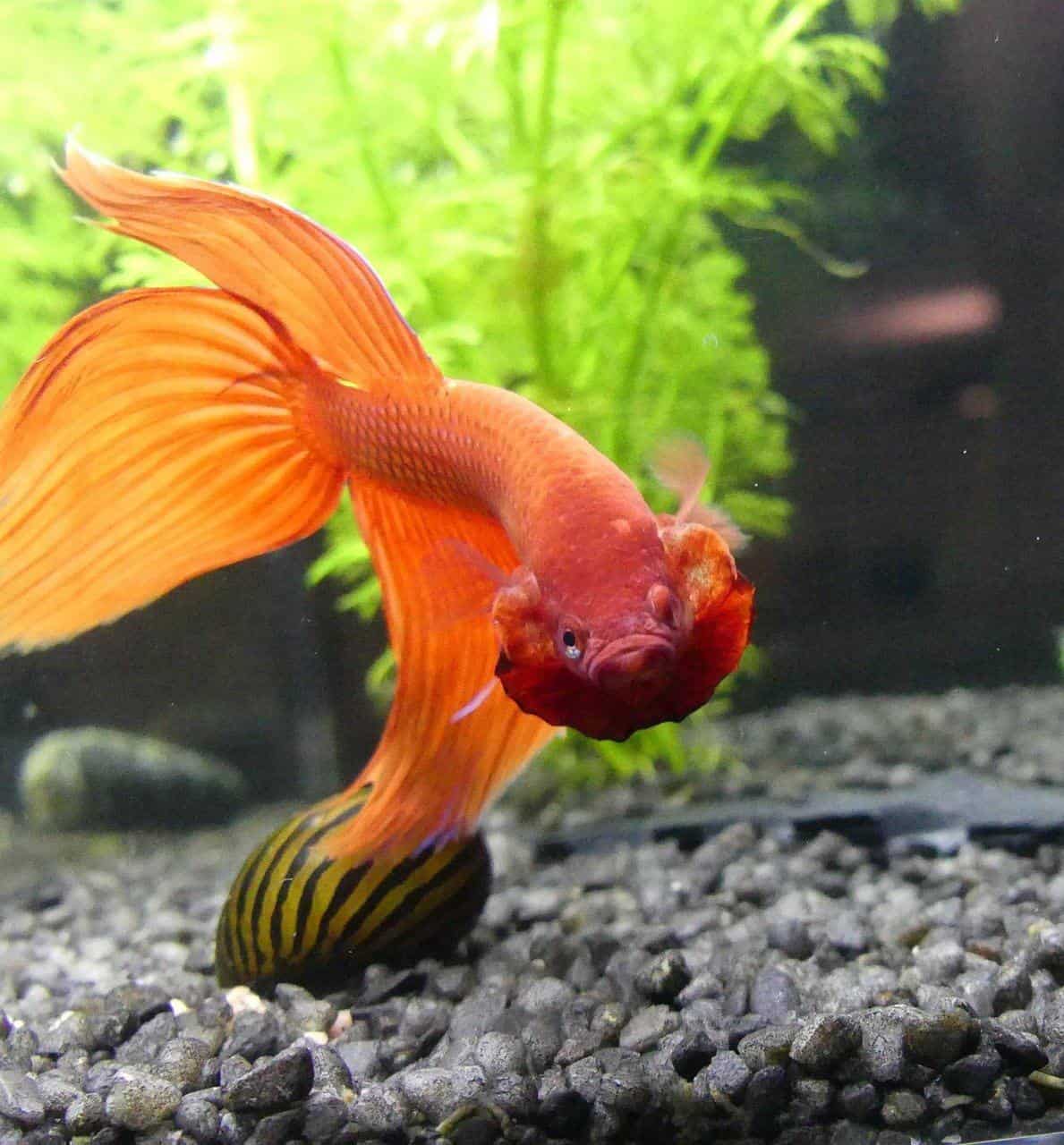 Why Is My Betta Fish Flaring at Me? 2